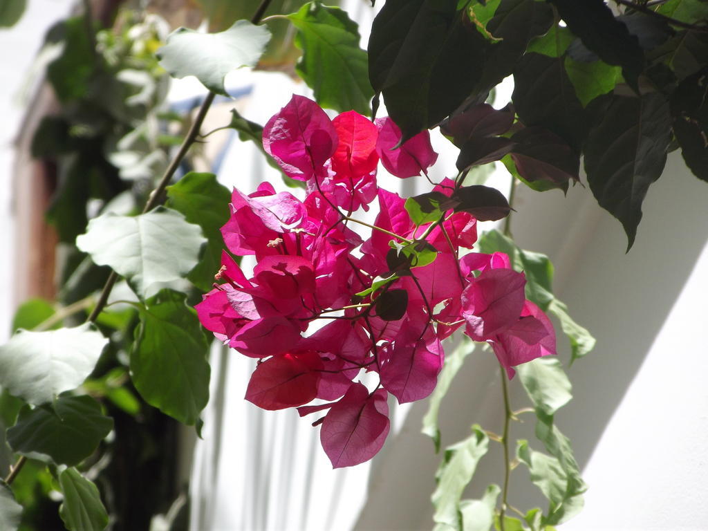 מרקש Riad Les Bougainvilliers מראה חיצוני תמונה