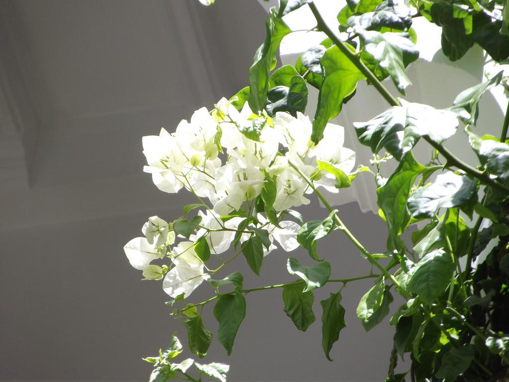 מרקש Riad Les Bougainvilliers מראה חיצוני תמונה